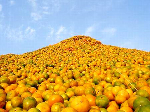 第三屆2003年中國石門柑橘節-橘山